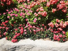 -青青世界