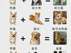 -翊宠yipet猫狗购宠庄园犬舍•猫舍