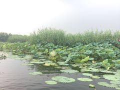 -白洋淀景区