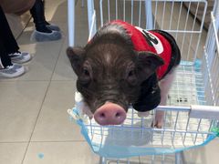 -怪兽屋·羊驼·猫咖·狗咖(俊华广场店)