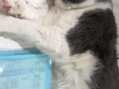 -萌兽医馆·宠物医院·猫骨科(创景店)