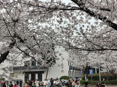 -武汉大学-樱园