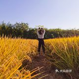 秋天除了看向日葵，别忘了还有金色的麦田哦！