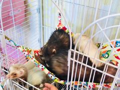 -藦茜花园宠物主题亲子互动体验馆(国顺东路店)