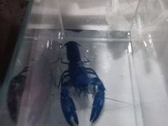 -中环花鸟鱼虫市场