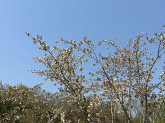 -羊山湖公园