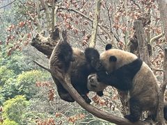 -都江堰中华大熊猫苑