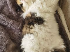 -瑞鹏宠物医院·骨科·猫科·内科(第一中心)