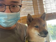 -南京Hallo宠物乐园·哈罗犬舍·柴犬繁育基地