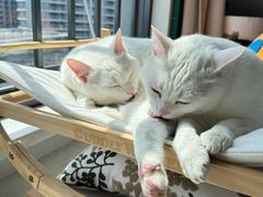 -泰迦 泰式古法抓胧筋水疗SPA