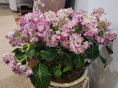 -曲阳花鸟市场(曲阳路店)