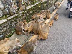 -黔灵山公园