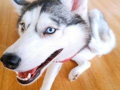 -Husky Go! 哈士奇体验馆·宠物咖啡厅狗咖