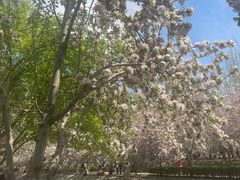 -凯德MALL(望京店)