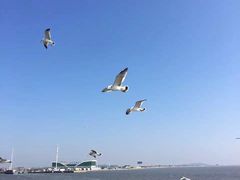 -大鹿岛