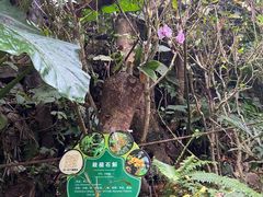 -野象谷景区
