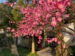-岳王庙