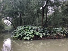 -大湾区中央湿地公园