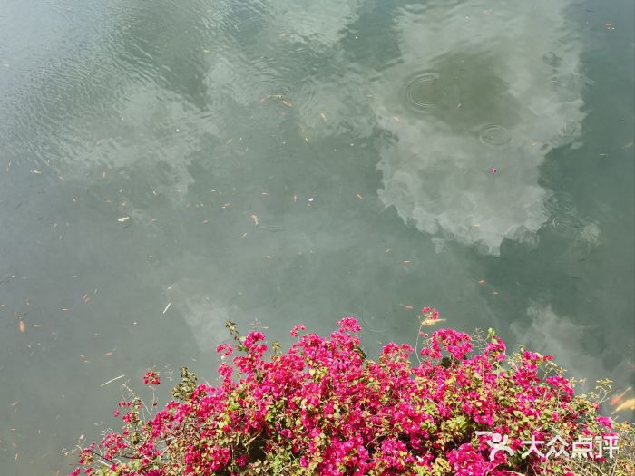 深圳龙潭公园图片