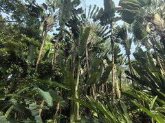 -中国科学院西双版纳热带植物园