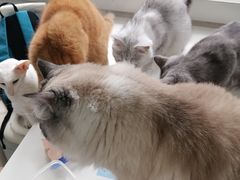 -喵的天空名猫咖啡馆·撸猫·猫舍·用品