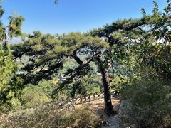 -北京西山国家森林公园