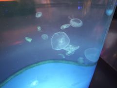 -洛阳龙门海洋馆