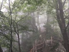 -王顺山国家森林公园