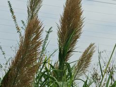 -王借岗森林公园