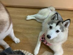 -Husky Go! 哈士奇体验馆·宠物咖啡厅狗咖