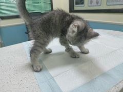 -天宠宠物医院24小时·急重症诊疗中心·全科·腔镜特色(和平分院)