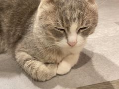 -猫儿山۰猫主题餐厅