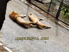 -大连森林动物园