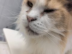 -喵的天空名猫咖啡馆·撸猫·猫舍·用品