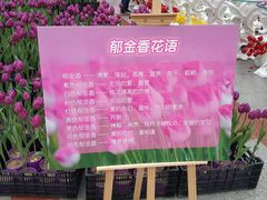-百万葵园