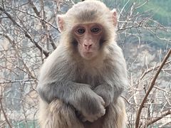 -白帝城·瞿塘峡景区