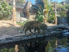 -深圳野生动物园