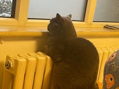 -瑞派·关忠动物医院·猫专科·犬专科(三环新城店)