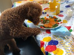 -百好乐宠物友好餐厅(朝外大街店)