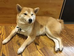 -柴务处·柴犬主题狗咖