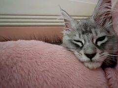 -十年猫舍·猫咪专门店(普陀店)