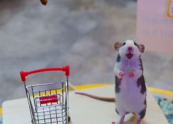 -神奇动物撸宠馆·羊驼·小浣熊·异宠(豫园店)