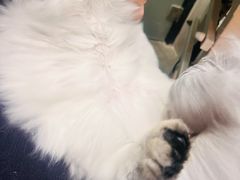 -PETKIT小佩宠物·低压洗护(国顺东路店)