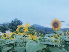 -石塘人家