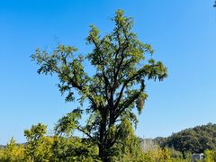-千年银杏谷文化旅游区