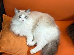 -豆逗聊愈猫阁Easy Life
