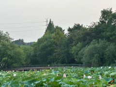 -铭莲·八卦田水上餐厅