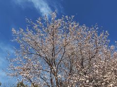 -两河城市森林公园