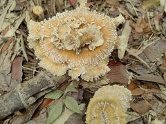 -上海佘山国家森林公园天马山园