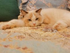-柚子猫舍·精品猫舍购猫·猫咪认养·购宠·宠物店